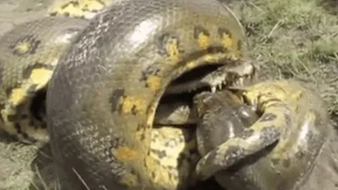 CLIP: Tham ăn nuốt cá sấu, trăn 'khủng' và con mồi cùng đồng quy vô tận
