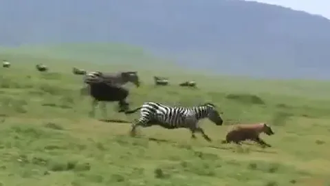 CLIP: 'Ngứa mắt' vì linh cẩu lởn vởn trước mặt, ngựa vằn nổi điên truy đuổi kẻ đi săn 'chạy té khói'