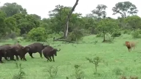 CLIP: Sư tử đực liều lĩnh lao vào vòng vây của đàn trâu rừng để kiếm ăn và cái kết