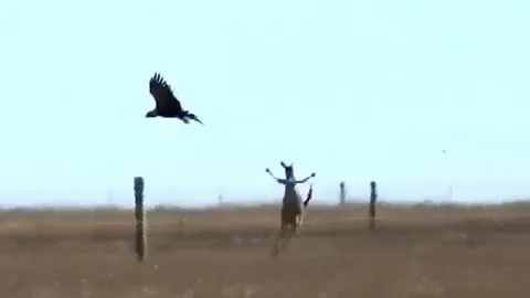 CLIP: Đi săn Kangaroo, đại bàng 'khủng' suýt bị con mồi 'hành' chết