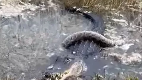 CLIP: Đụng độ cá sấu khổng lồ, trăn trả giá bằng cả tính mạng