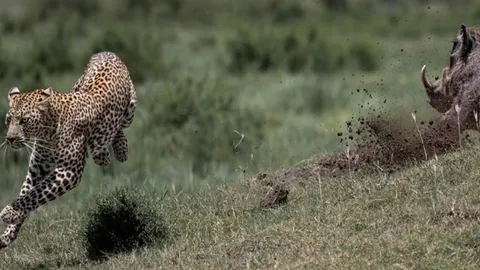 CLIP: Đào hang săn lợn bướu, báo hoa mai suýt bị con mồi húc chết