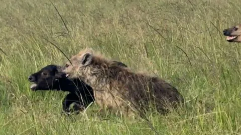 CLIP: Màn săn mồi và bảo vệ bữa ăn cực kỳ kịch tính của bầy linh cẩu trước sư tử