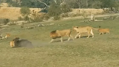 CLIP: Rơi vào vòng vây của đại gia đình sư tử, trâu rừng nhận cái kết đầy đau đớn