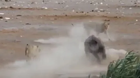 CLIP: Đang bụng mang dạ chửa, một mình tê giác vẫn 'cân' được đàn sư tử