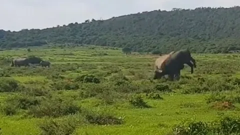 CLIP: Cà khịa tê giác, trâu rừng bị húc văng lên không trung