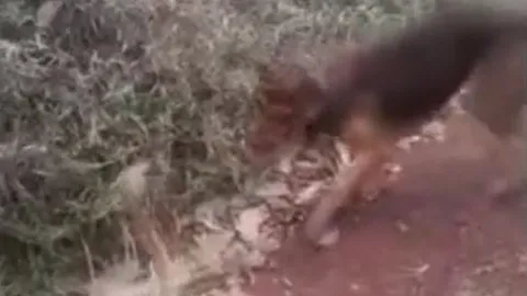 CLIP: Đụng độ rắn hổ mang chúa, chó nhà hiếu chiến phải trả giá bằng cả tính mạng