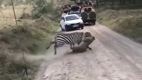 CLIP: Đi săn ngựa vằn, sư tử nhận cái kết đầy đau đớn