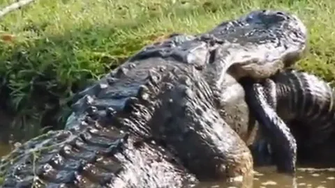 CLIP: Kinh hãi trước khoảnh khắc cá sấu ăn tươi nuốt sống đồng loại