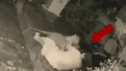 CLIP: Bị báo gấm vồ bất ngờ, người phụ nữ làm ra hành động khiến cho loài mèo lớn sợ hãi bỏ đi