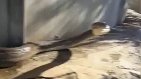 CLIP: Quay phim trăn khổng lồ, người đàn ông bị loài bò sát ngóc đầu đớp