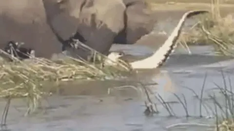 CLIP: Chủ động tấn công voi, cá sấu bị 'hành' cho thừa sống thiếu chết