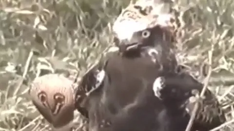 CLIP: Đụng độ rắn hổ mang chúa, đại bàng nhận cái kết bi thảm