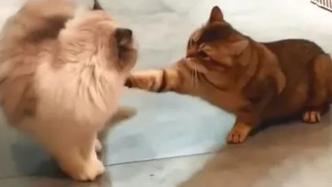 CLIP: Những pha 'thi triển kung fu' của loài mèo ít ai ngờ tới 