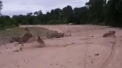 CLIP: Bị sư tử truy sát, ngựa vằn mẹ tung cú đá hậu khiến chúa tể đồng cỏ vỡ mồm nhưng cái kết lại không được như ý nó