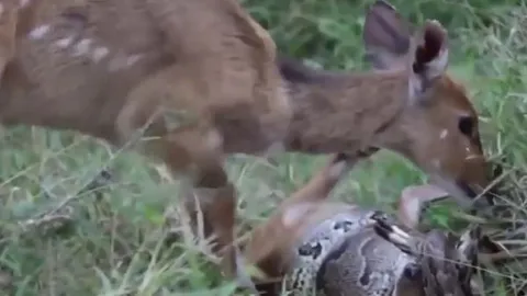 CLIP: Nai mẹ hoảng hốt giải cứu con non khỏi vòng siết của trăn 'khủng' và cái kết đau lòng