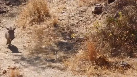 CLIP: Báo đốm mai phục tài tình, tóm gọn lợn rừng trong nháy mắt