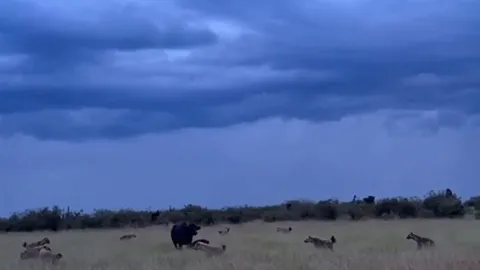 CLIP: Trâu rừng mẹ dũng cảm chiến đấu với bầy linh cẩu để bảo vệ con non