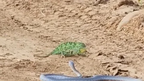 CLIP: Màn tử chiến bất phân thắng bại của rắn và tắc kè