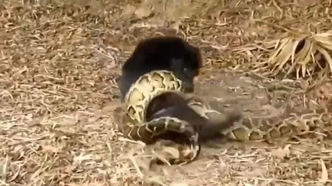 CLIP: Trêu chọc trăn thảm, chó nhà nhận cái kết thê thảm