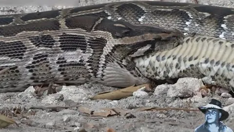 CLIP: Bị giành mồi, trăn Miến Điện nổi điên nuốt luôn cả đối thủ