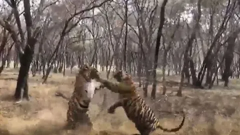 CLIP: Đang yên đang lành, 2 con hổ bỗng lao lại cắn nhau túi bụi