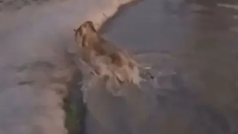 CLIP: Thấy linh dương đơn độc uống nước dưới sông, sư tử phi thân xuống săn mồi và cái kết