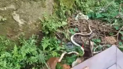 CLIP: Phát hiện rắn hổ mang chúa, cầy mangut cắn nát đầu đối thủ