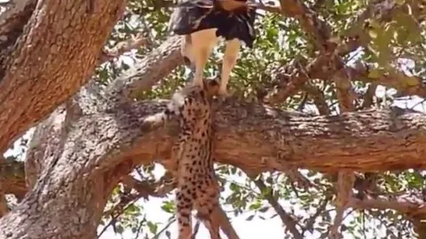 CLIP: Cả gan săn báo con, đại bàng nhận 'quả báo' ngay sau đó