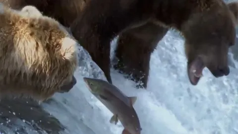 CLIP: Mãn nhãn trước màn mukbang cá hồi của gấu xấm