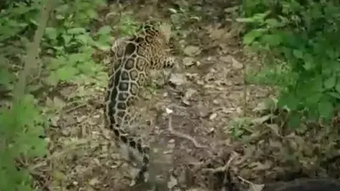 CLIP: Bị 'rắn ba bước' tung cú đớp chết chóc, báo đốm có phản ứng khiến người xem 'sốc'