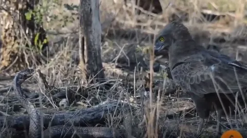 CLIP: Mãn nhãn trước màn tử chiến bất phân thắng bại của rắn hổ mang chúa và đại bàng