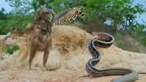 CLIP: Chủ động tấn công rắn sọc dưa, chim cú mèo biến thành miếng mồi ngon cho đối thủ