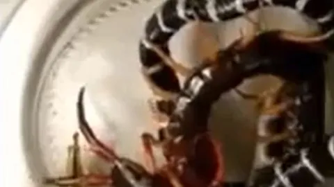 CLIP: Bị nhốt cùng rết khổng lồ, rắn cạp nia bị kẻ thù 'hành' cho đau đớn đến chết