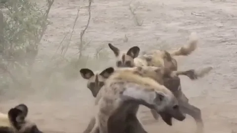 CLIP: Bị đàn chó hoang châu Phi đua nhau cắn xé, linh cẩu làm ra hành động khiến đối thủ 'bất lực'