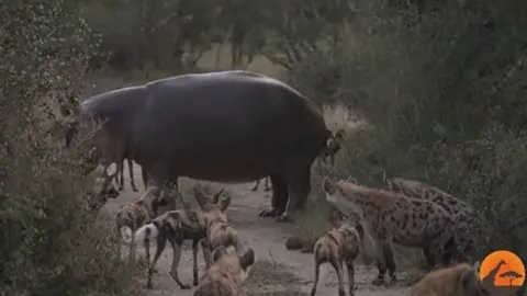 CLIP: Trêu điên hà mã, đàn chó hoang châu Phi và linh cẩu bị 'hành' cho thừa sống thiếu chết