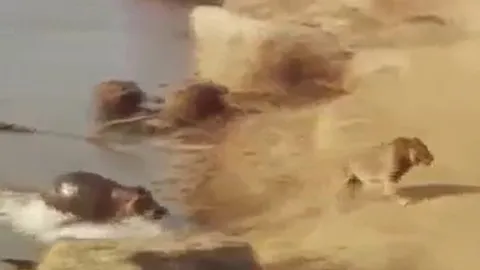 CLIP: Xuống sông uống nước, sư tử bị hà mã đuổi cho 'chạy té khói'