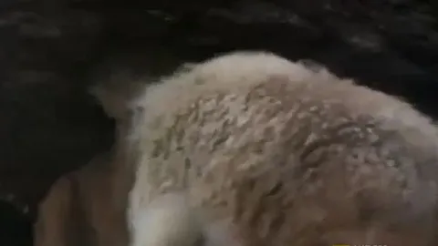 CLIP: Đi săn dê núi, báo sư tử bị con mồi húc túi bụi