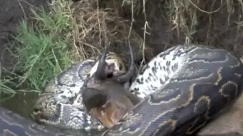 CLIP: Trăn khổng lồ ra sức nuốt chửng linh dương