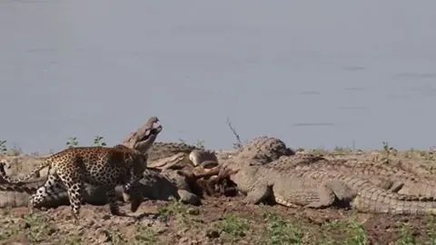 CLIP: Thấy đàn cá sấu mukbang xác linh dương, báo hoa mai tới ăn ké nhưng phản ứng của 'chúa tể đầm lầy' mới sốc