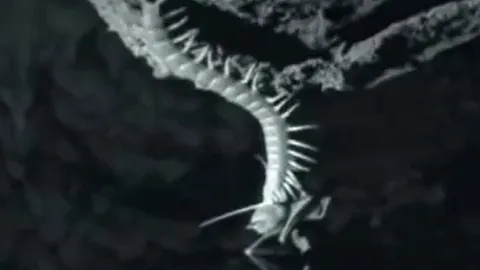 CLIP: Rết thể hiện kỹ năng thượng thừa khi săn dơi