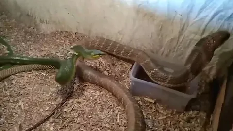 CLIP: Cả gan đe dọa hổ mang chúa, rắn đuôi đỏ nhận cái kết thê thảm