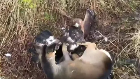 CLIP: Chim đại bàng hạ sát nai bằng 'tốc độ ánh sáng'