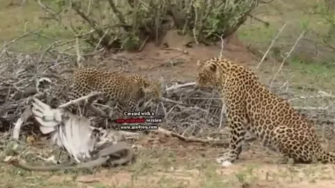 CLIP: Mãn nhãn trước màn tử chiến của rắn Mamba đen, báo đốm và đại bàng