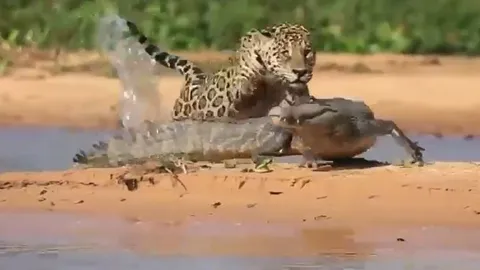 CLIP: Đang nằm phơi nắng, cá sấu bị báo đốm tập kích bất ngờ và cái kết