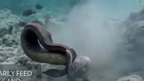 CLIP: Màn giao tranh 'nảy lửa' của cá chình Moray và bạch tuộc