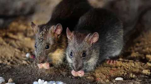 CLIP: Khám phá những loài động vật sẵn sàng hy sinh cả mạng sống để sinh sản