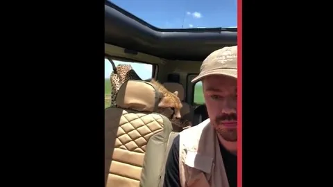 CLIP: Khoảnh khắc nghẹt thở, báo săn bất ngờ nhảy lên xe du lịch