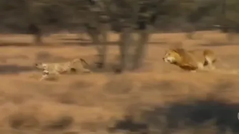 CLIP: Sư tử ra đòn chí mạng, hạ gục báo săn trong chớp mắt