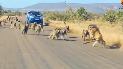 CLIP: Chọn nhầm con mồi, báo săn bị 50 anh em nhà khỉ đầu chó hợp sức tấn công